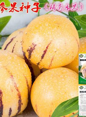 人参果种子 圆果黄肉人生果种籽苗庭院阳台盆栽四季播水果种子