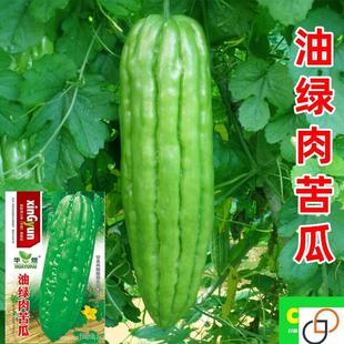 播长绿苦瓜籽阳台家庭盆栽抗病瓜果蔬菜种子高产 大肉苦瓜种子春季
