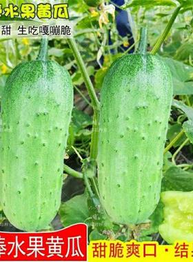 短棒黄瓜种籽水果黄瓜种子旱黄瓜兔子腿香甜棒棒瓜四季播蔬菜种孑