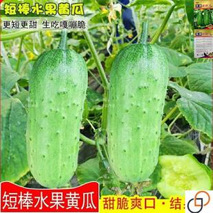 短棒黄瓜种籽水果黄瓜种子旱黄瓜兔子腿香甜棒棒瓜四季播蔬菜种孑
