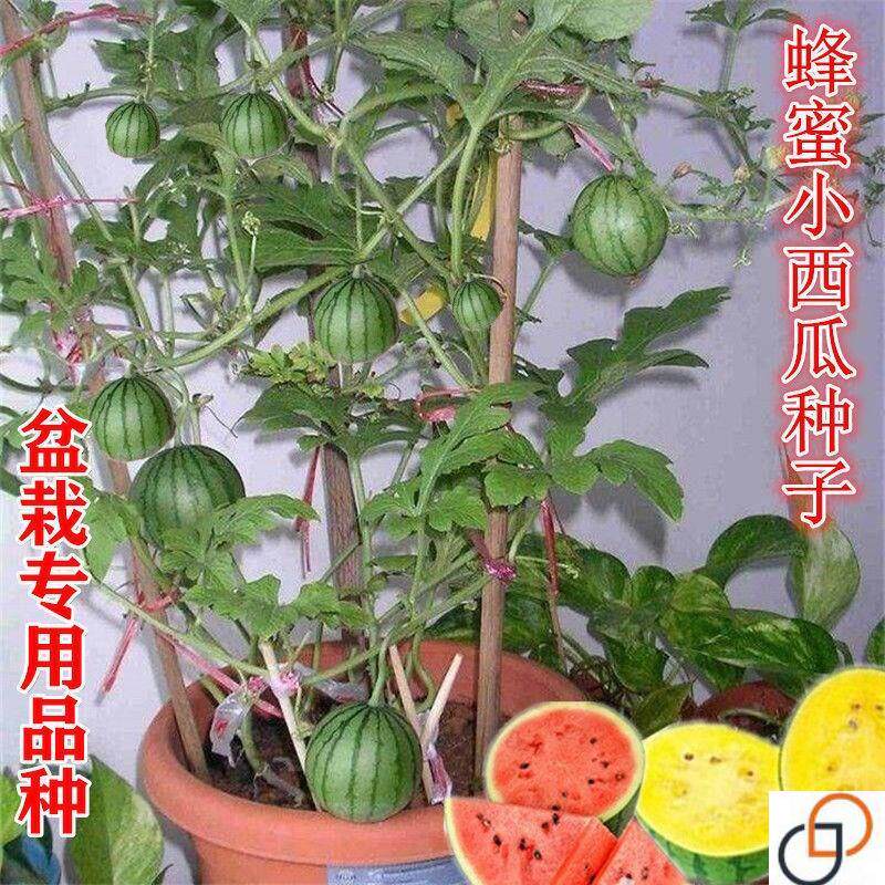 蜂蜜小西瓜种籽四季盆栽西瓜阳台水果蔬菜无籽春季薄皮西瓜树种子
