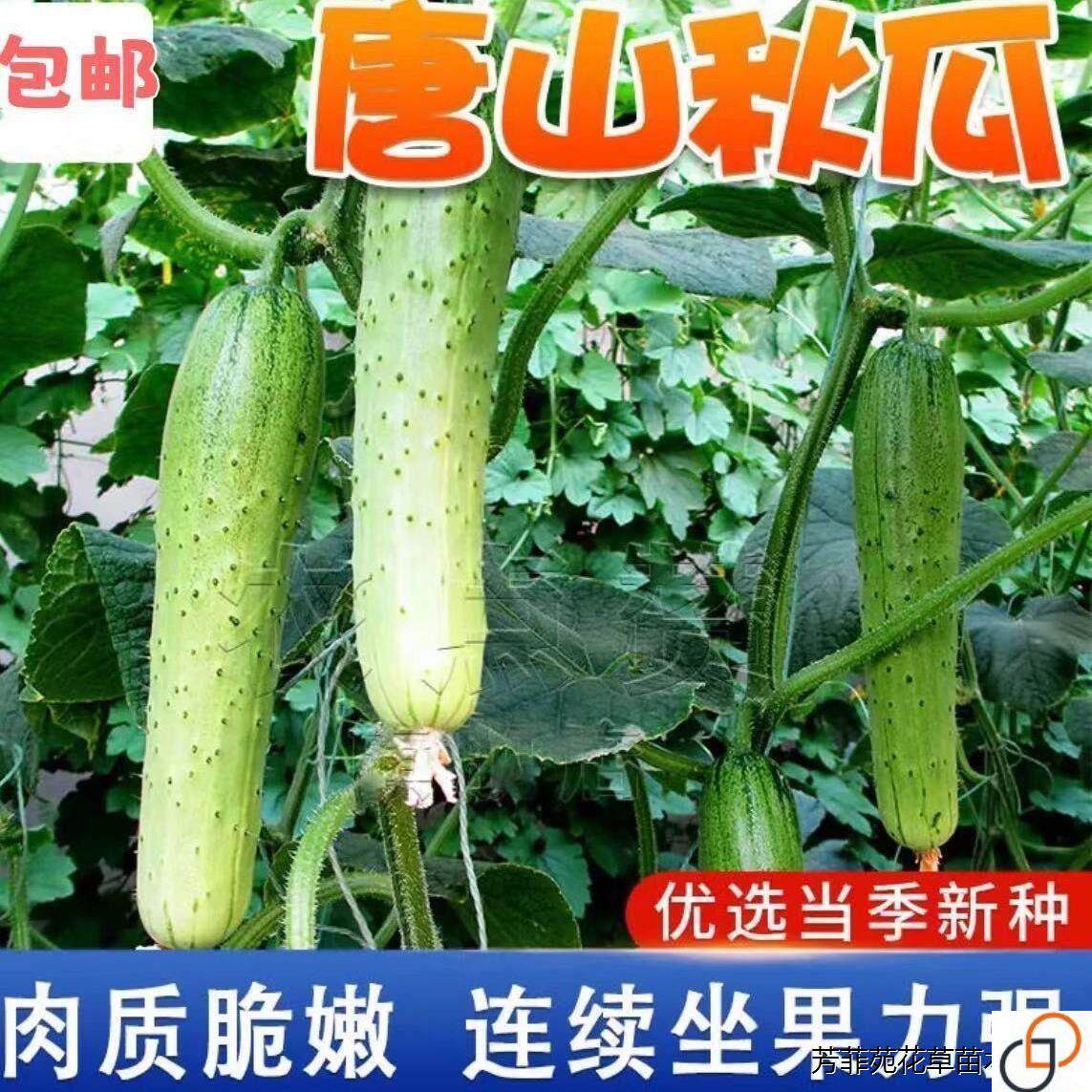 唐山秋瓜种子秋黄瓜高产水果黄瓜阳台盆栽春季秋季易播种蔬菜种子