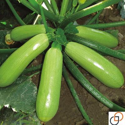 耐热奶油西葫芦种子秧苗四季播高产蔬菜种孑夏季菜种籽阳台盆栽苗