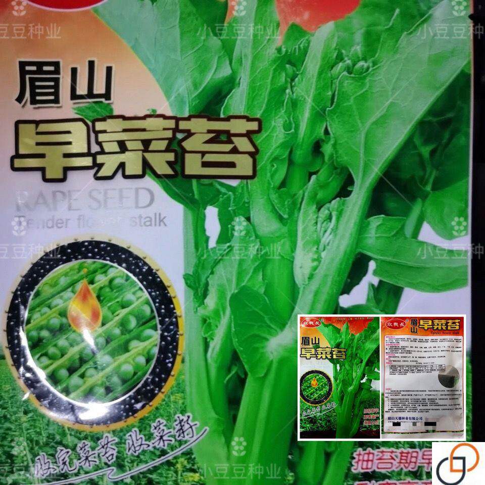 眉山早菜苔早熟油菜苔四季播耐热抗冻农家田园蔬菜种籽孑