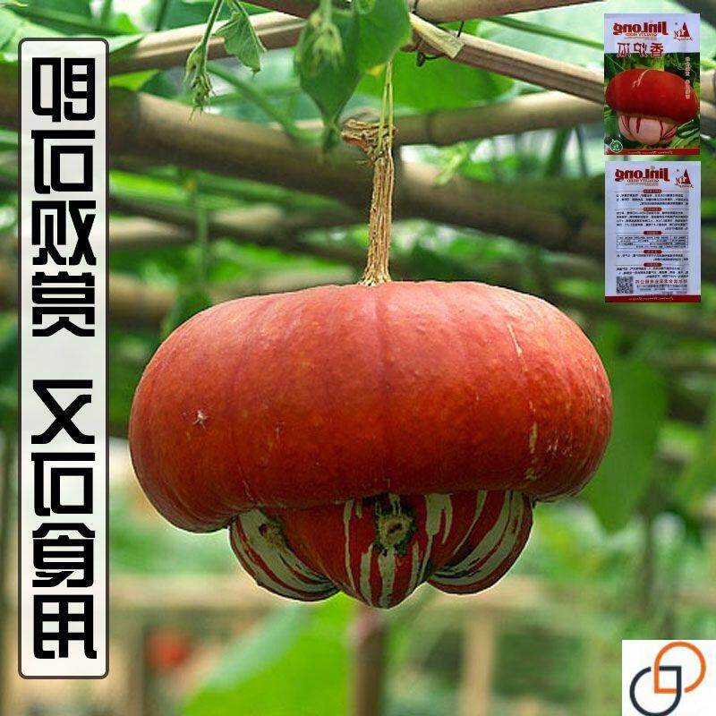 香炉瓜种子 双色瓜鼎足瓜金瓜观赏食用南瓜 爬藤蔬菜种子