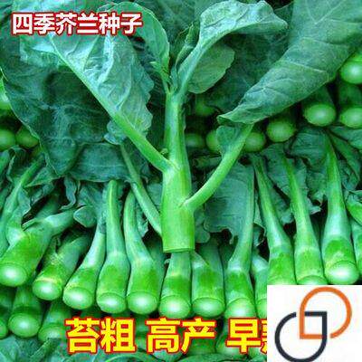 大芯香菇芥兰种子四季大芥蓝广东芥蓝菜秋季菜种春蔬菜种籽孑菜籽