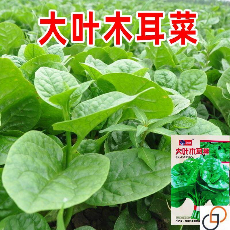 大叶木耳菜种子苗落葵小青菜耐高温高湿春夏四季阳台盆栽蔬菜籽孑