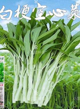 原装白梗空心菜种子柳叶空心菜籽白根白骨阳台盆栽四季播蔬菜种子