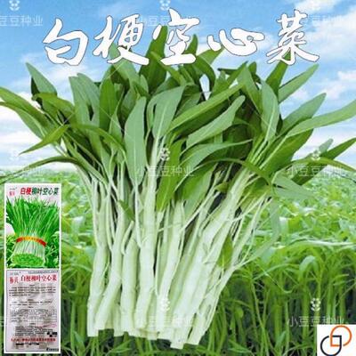 原装白梗空心菜种子柳叶空心菜籽白根白骨阳台盆栽四季播蔬菜种子