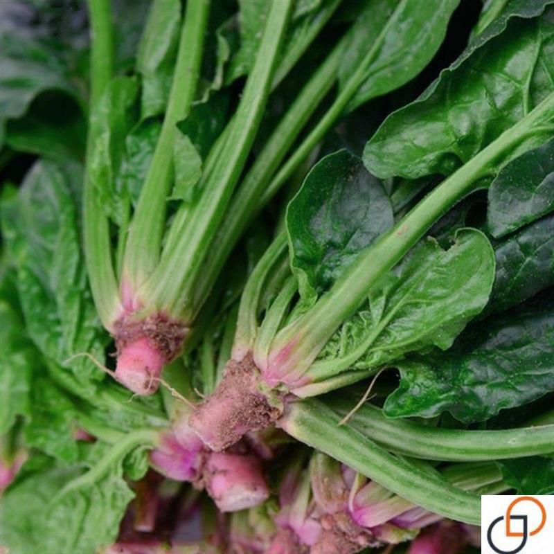 菠菜种子速生大叶菠菜籽高产小叶耐热耐寒菠菜种籽四季蔬菜种籽子