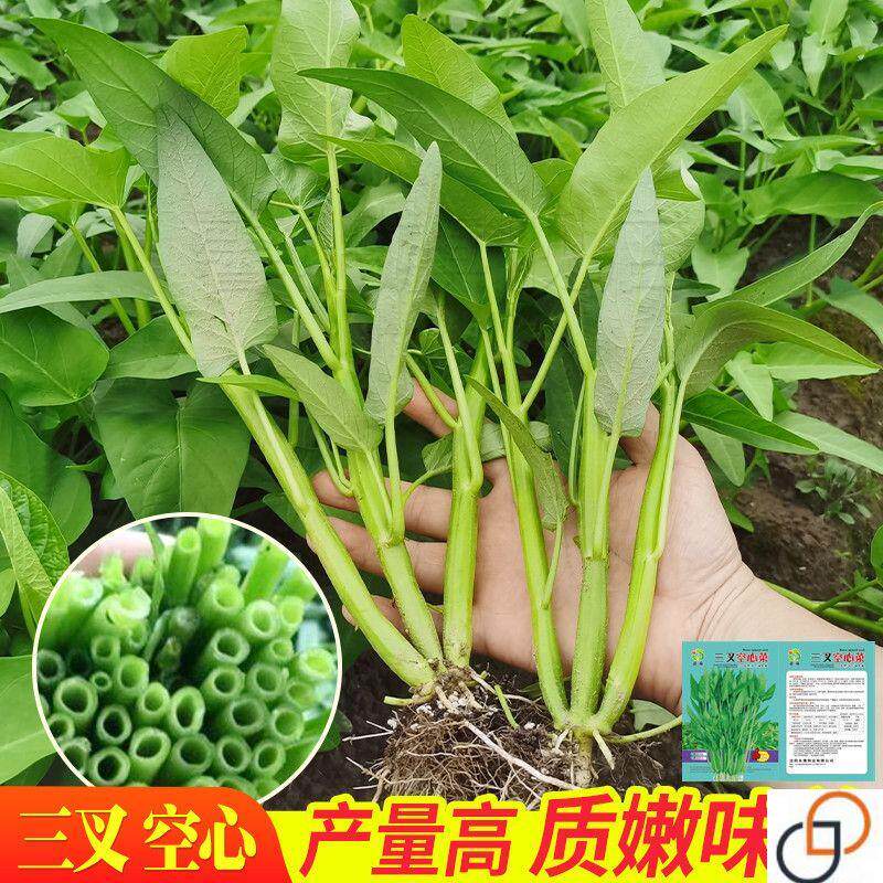 三叉空心菜种子三丫大杆耐热高产叶脆嫩阳台盆栽农家四季蔬菜种子