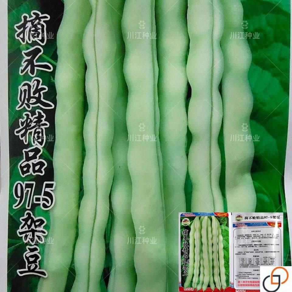 摘不败精品97-5架豆王种子高产早中熟四季豆角种子春秋播蔬菜种子