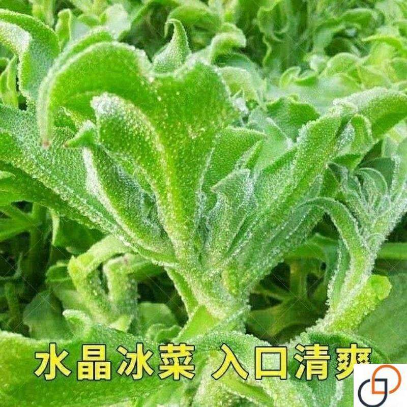 冰菜种子冰草种子冰草新鲜蔬菜籽原装香嫩冰草菜冰菜庭院阳台种子