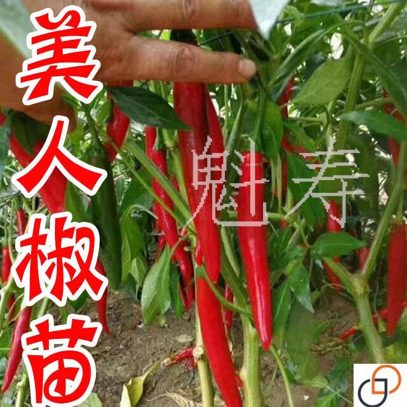 干鲜两用香辣美人椒秧苗种子红绿辣椒种籽四季春秋阳台盆栽蔬菜苗