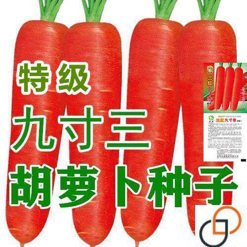 九寸三红胡萝卜水果蔬菜萝卜菜籽脆甜春秋季四季田园蔬菜