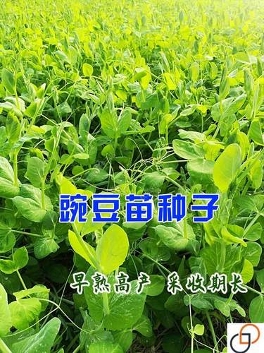豌豆苗种蔬菜豌豆种籽尖芽苗菜种子种籽四季种植孑碗豆种碗豆吃苗