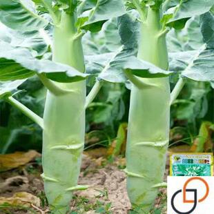 香菇鸡腿芥蓝种子苗粗大芯芥兰种籽孑四季秋季蔬菜秧苗高产菜籽种