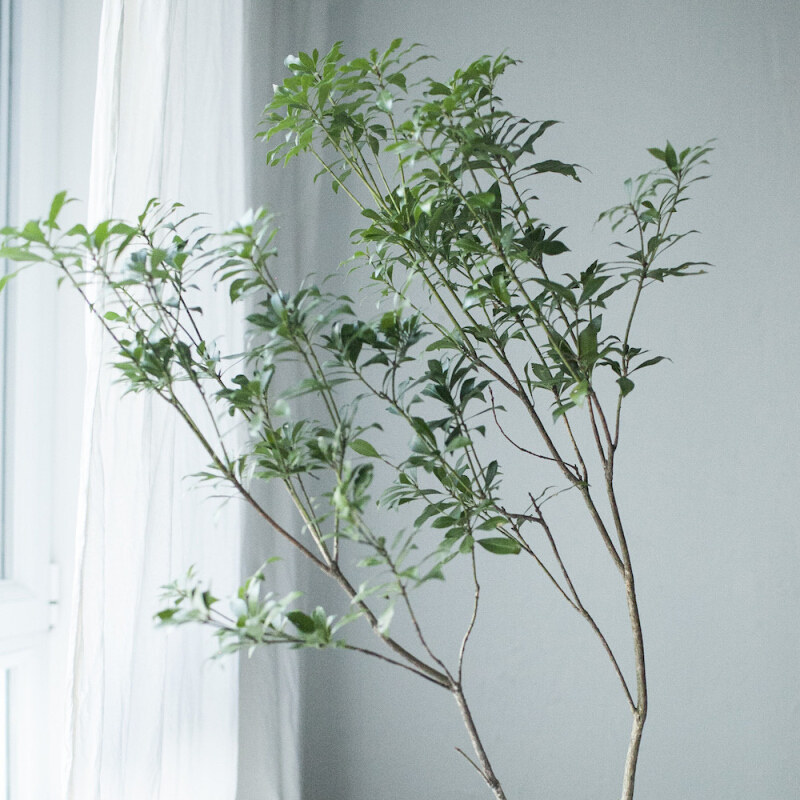 马醉木鲜切枝吊钟室内水培植物客厅家居装饰小清新绿植顺丰包邮