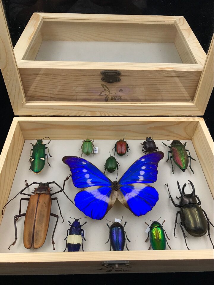 昆虫标本盒透明蝴蝶展示盒植物盒子木质相框矿物石收纳盒制作工.