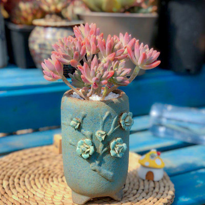 室内秋丽群生老桩云南露养多肉花植物盆栽组合超萌肉肉造型桩 刚业百货 淘优券