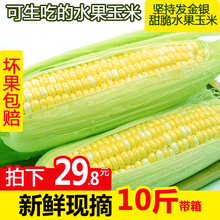 云南新鲜玉米现摘脆甜带皮农家爆浆嫩玉米棒整箱生吃水果玉米