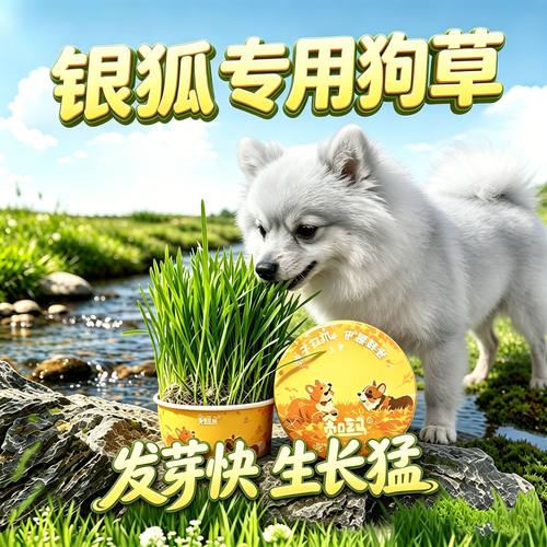 比格专用狗草狗狗吃的草小狗零食宠物盆栽大型犬排毛食用草食物