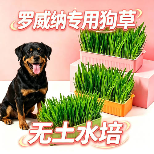 罗威纳专用狗草狗狗吃的草小狗零食宠物盆栽大型犬排毛食用草化毛