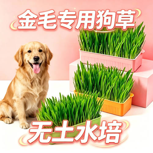 金毛专用狗草狗狗吃的草小狗零食宠物盆栽大型犬排毛食用草化毛球