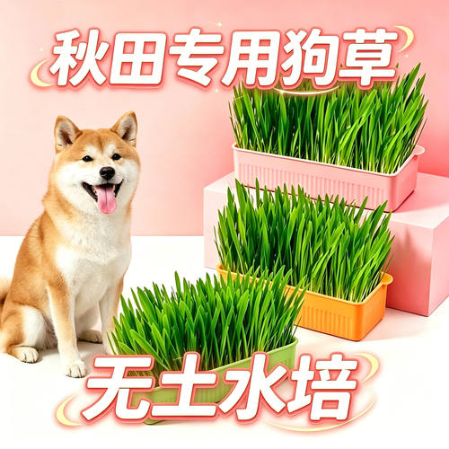 秋田专用狗草狗狗吃的草小狗零食宠物盆栽中型犬排毛食用无土水培
