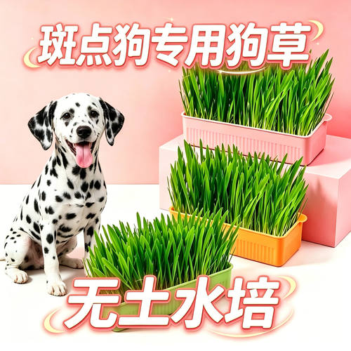 斑点狗专用狗草狗狗吃的草小狗零食宠物盆栽大型犬排毛可食用的草