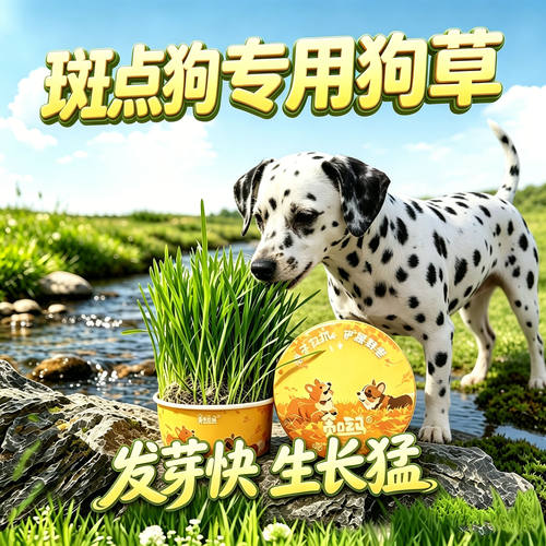 斑点狗专用狗草狗狗吃的草小狗零食宠物盆栽大型犬排毛食用草洁牙