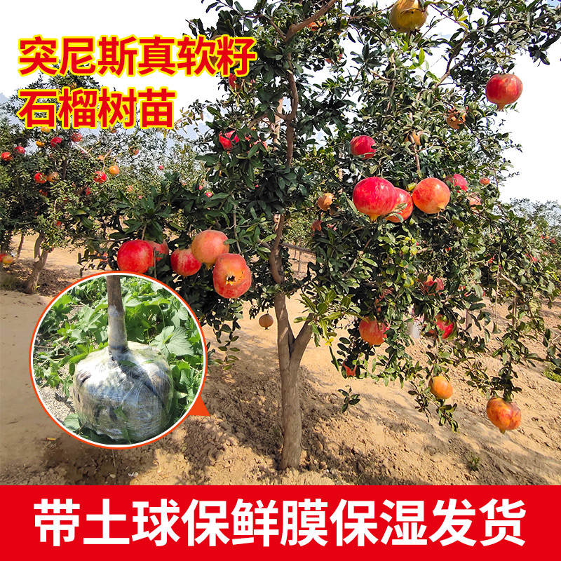 带土球河阴突尼斯软籽石榴树苗南北方盆栽地栽庭院种植当年结果