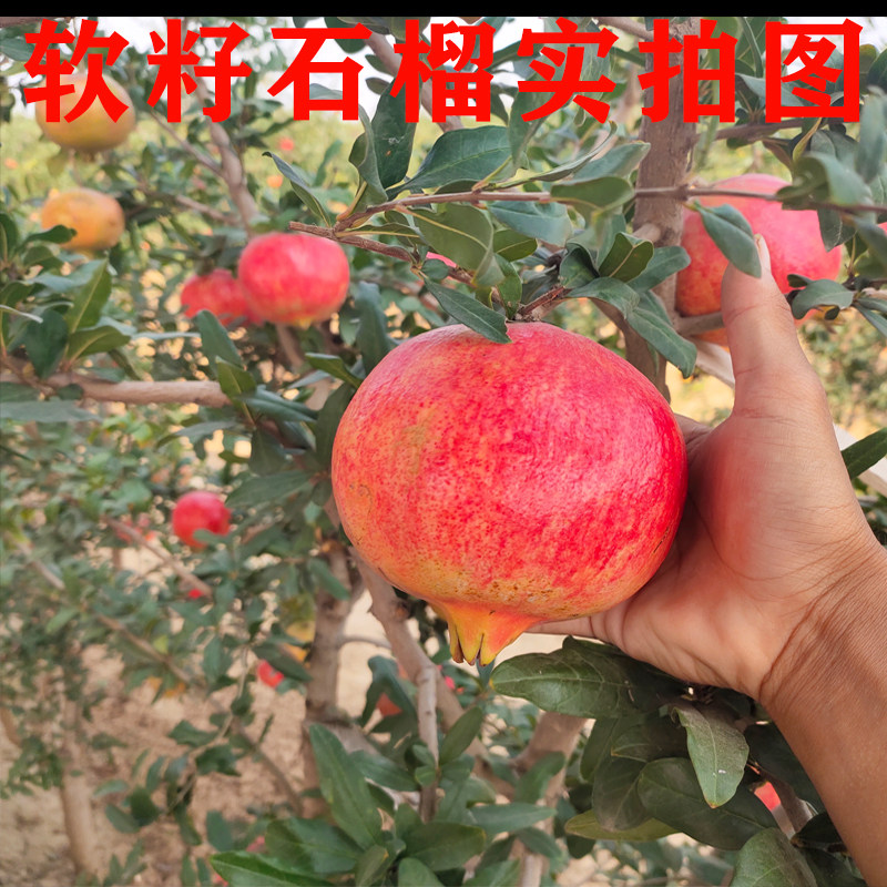 2号河阴突尼斯软籽嫁接石榴树苗南北方盆景栽庭院地种植结特大果