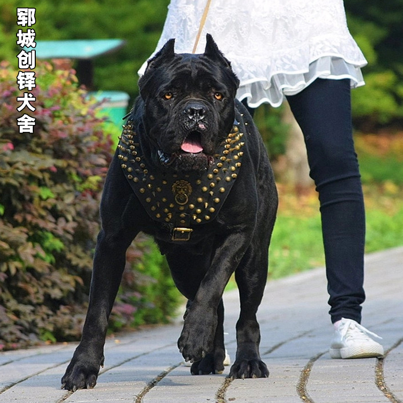 卡斯罗幼犬活体纯种赛级双血统看家护院犬大型护卫犬巨型猛犬警犬