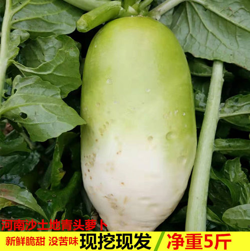 青萝卜新鲜河南沙窝白萝卜甜脆生吃农家现挖当季蔬菜南阳土特产