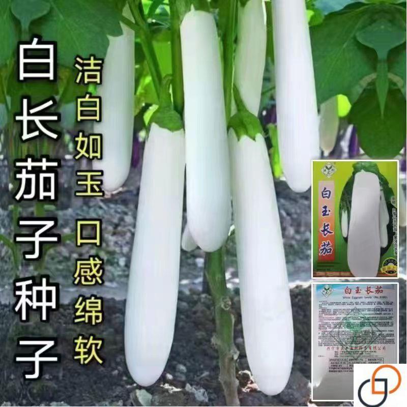 白茄子种子种籽 高产细长茄子种四季蔬菜种孑大全庭院盆栽春季