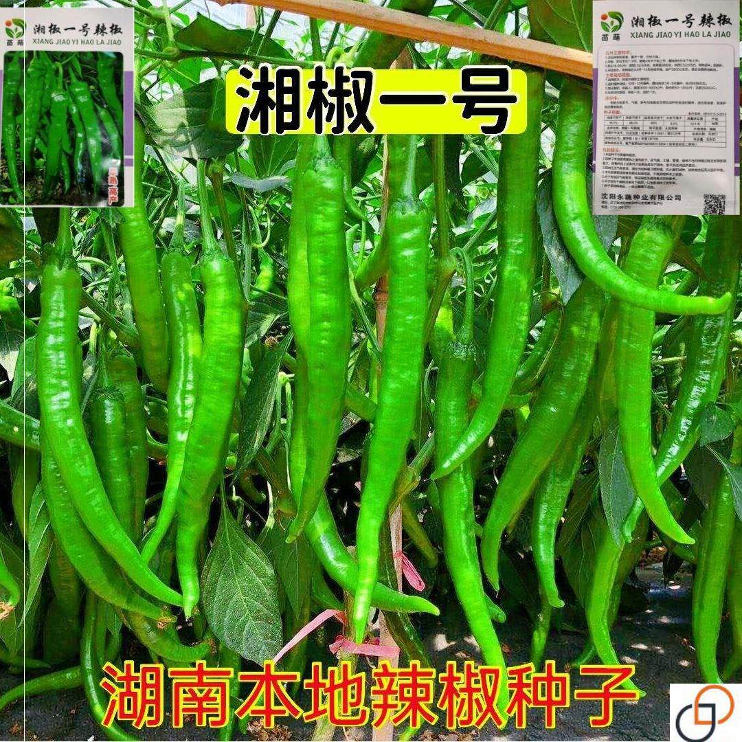湘椒一号辣椒种子湖南本地老品种辣椒高产早熟超好吃辣椒蔬菜种子