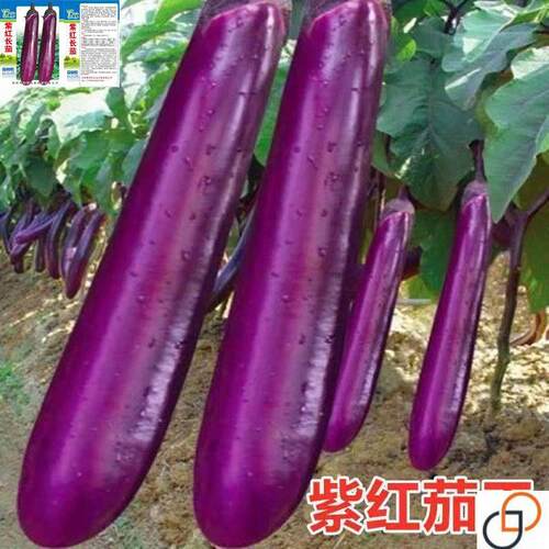 蔬菜种籽 紫红长茄种子 四季播植瓜果种子田园阳台盆栽茄子籽高产