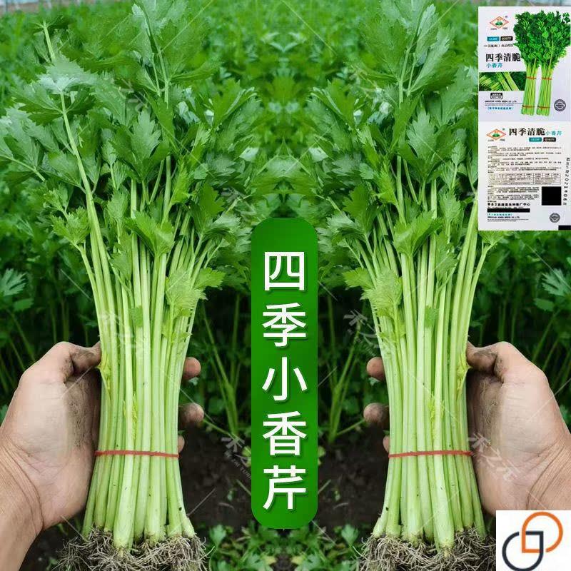 四季小香芹种子耐热芹菜苗种籽芹菜种子易种青菜蔬菜种孑农家菜籽