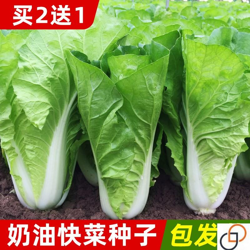 奶油速生快菜种子20天可吃早熟耐热小白菜种籽孑菜园盆栽四季播种