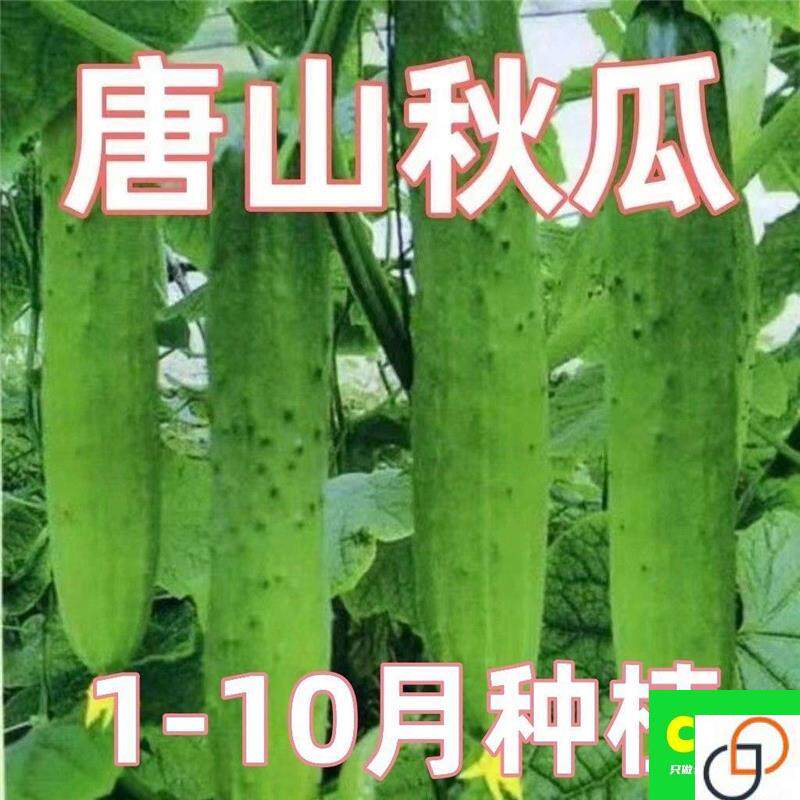 唐山秋瓜种子绿心黄瓜种子老式黄瓜籽旱黄瓜耐热庭院爬藤蔬菜种籽
