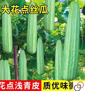 棱角大肉丝瓜种子花点八角水瓜阳台盆栽庭院南方蔬菜种籽四季苗孑