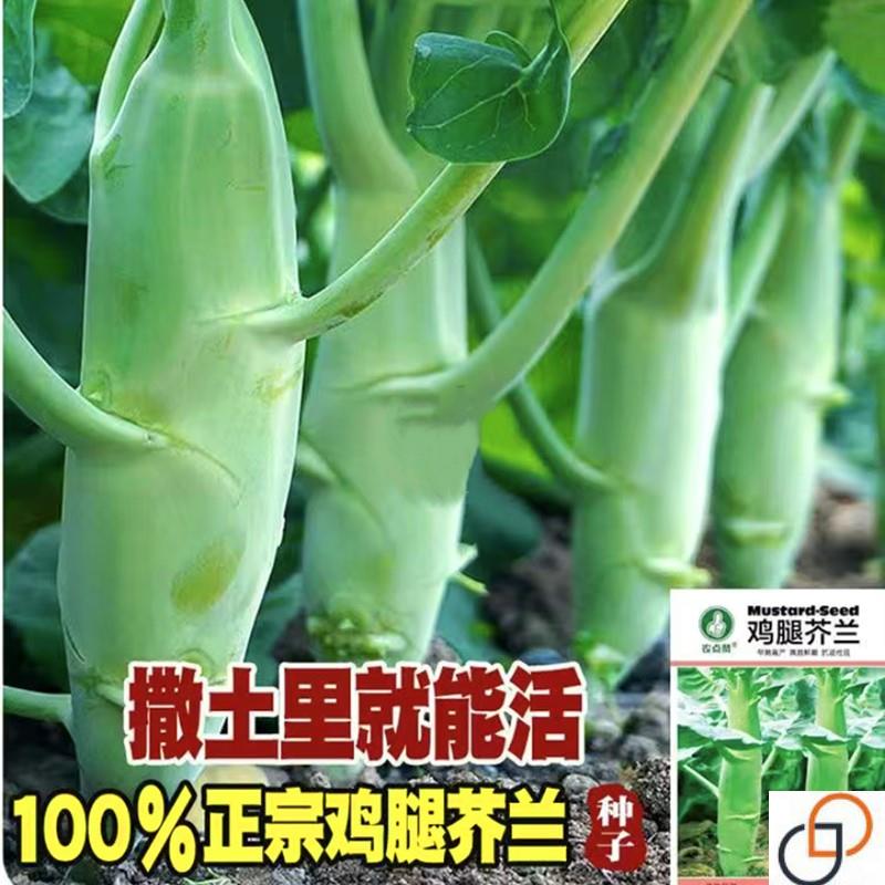 广东鸡腿芥兰菜种子四季蔬菜种孑甜脆芥菜芥蓝菜阳台盆栽春秋易植