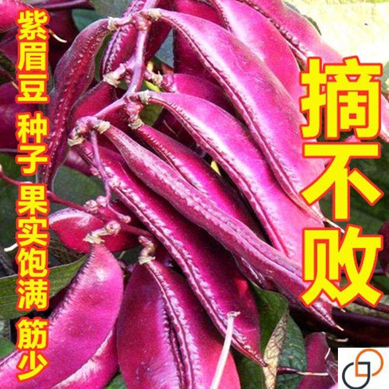 眉豆种子籽紫眉豆种籽绿扁豆苗子紫边扁豆种春季四季菜种蔬菜种子