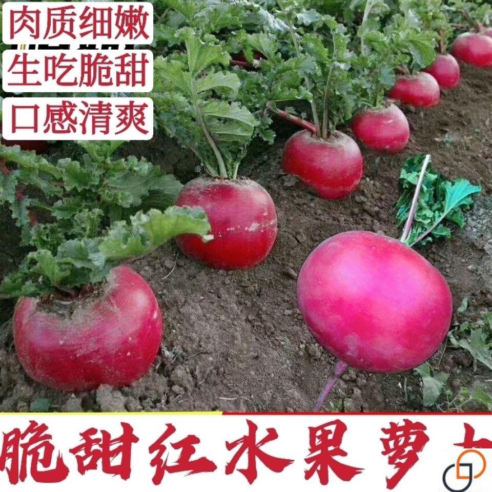 七叶红萝卜种子春夏秋播东北雌性大红萝卜种籽红皮白心萝卜种孑
