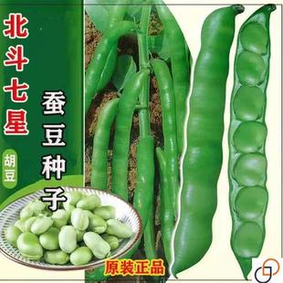 七星蚕豆种子特大高产罗汉豆胡豆种子新品种大粒南方秋播蔬菜种子