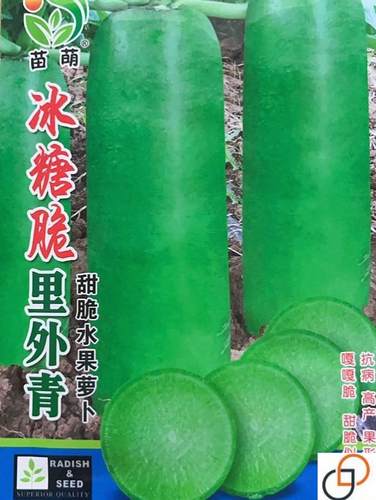 春秋青脆水果萝卜沙窝萝卜籽青萝卜种孑 水果型鲜食甜脆青皮萝卜