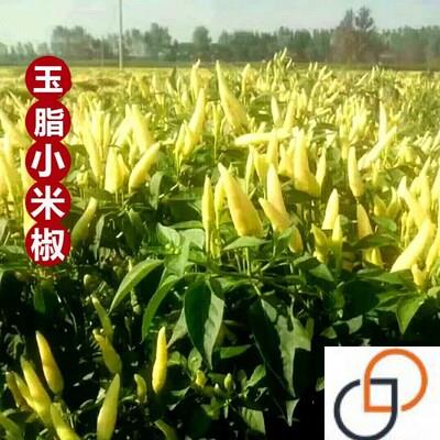 白玉小米椒辣椒种子四季高产朝天椒迷你小辣椒白泡椒种籽盆栽蔬菜