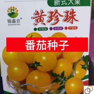 超甜黄珍珠樱桃小番茄种子西红柿种子超甜小柿子籽黄色中熟高产
