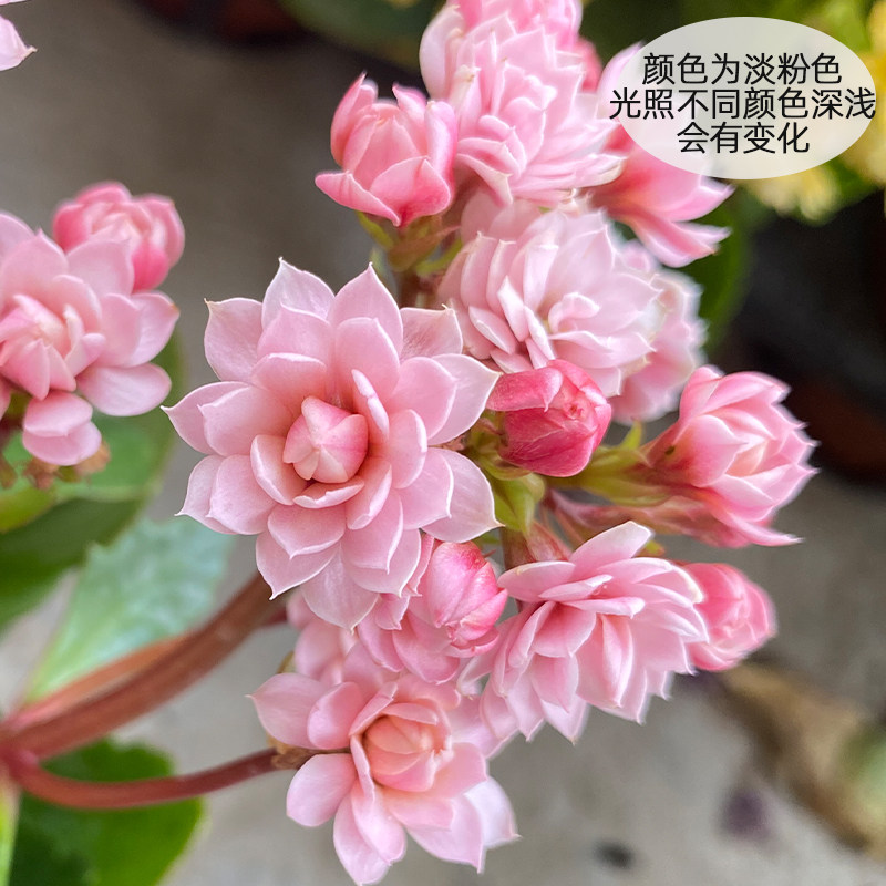 婉婉的花园长寿花盆栽重瓣带花苞进口稀有新品种彩妙系列人面桃花